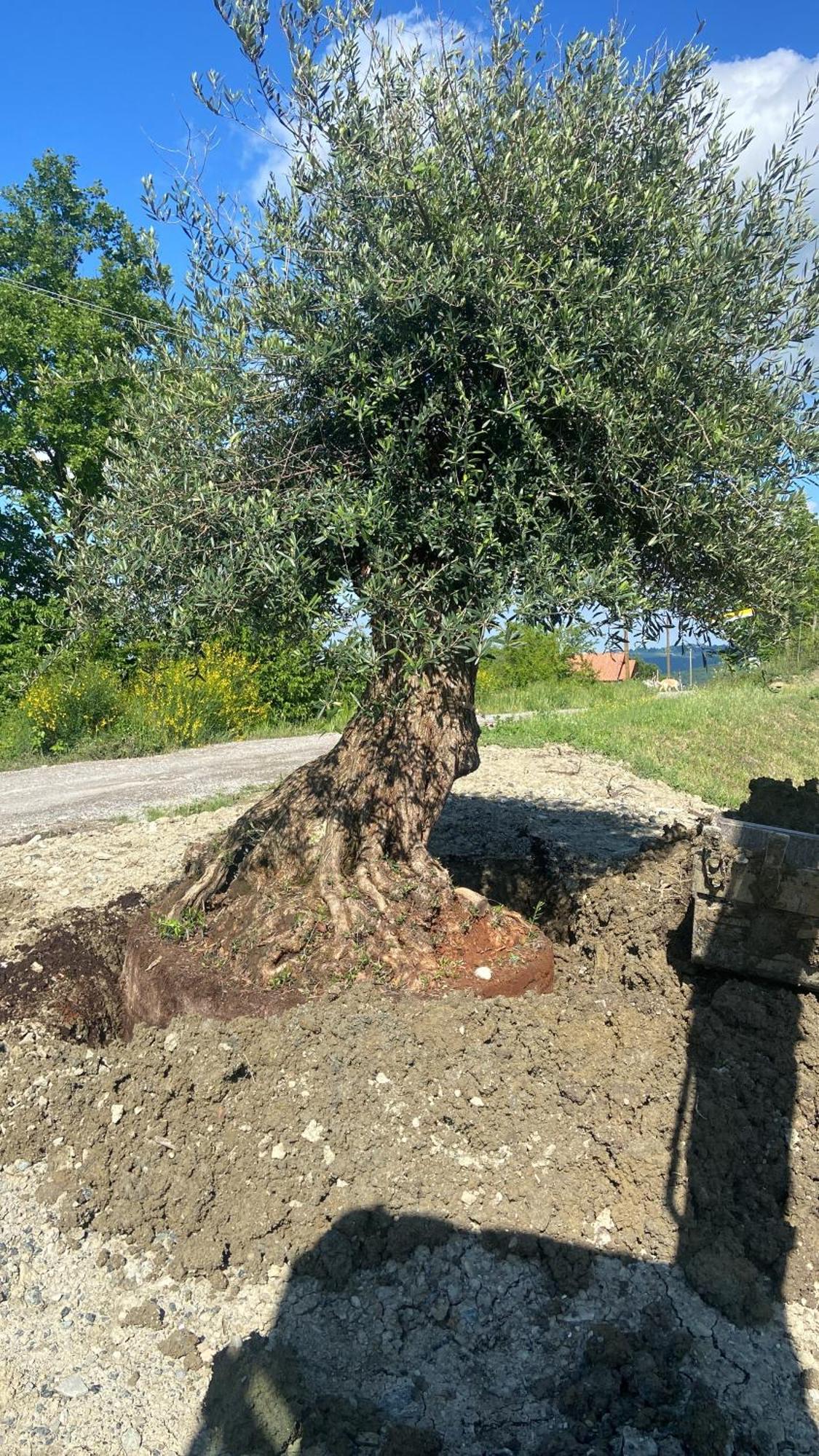 Agriturismo Cergallina Vernasca Bagian luar foto